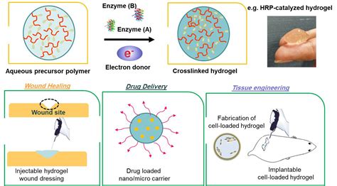  Dextran: Biocompatible Material for Controlled Drug Delivery and Tissue Engineering Applications!