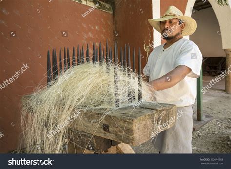  ¡Henequén: La fibra natural que teje futuro y tradición!